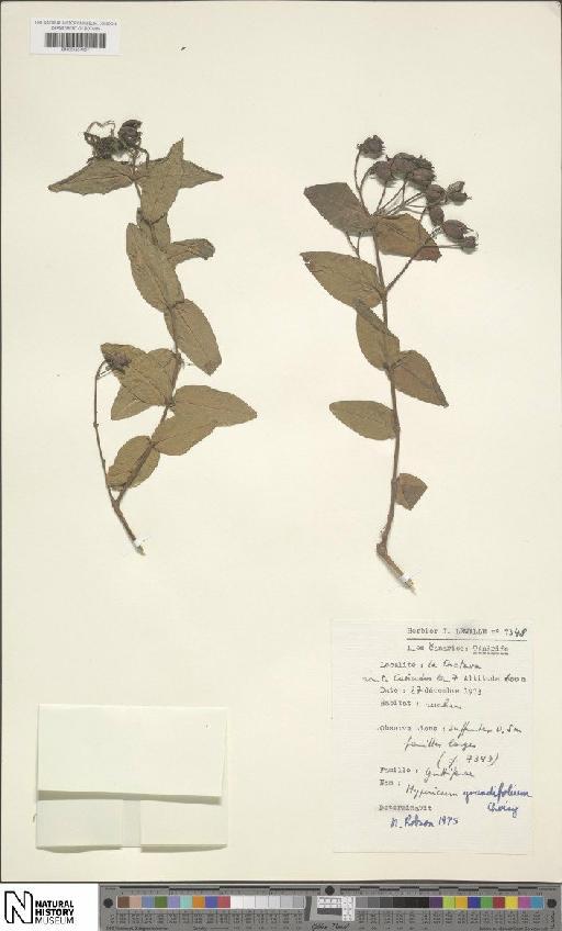 Hypericum grandifolium Choisy - BM001204407