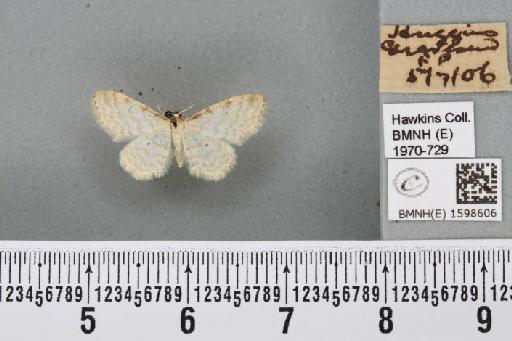 Idaea fuscovenosa (Goeze, 1781) - BMNHE_1598606_297658