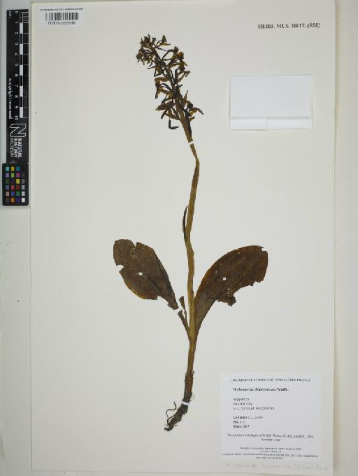 Platanthera chlorantha (Custer) Rchb. - BM012556545_sheet