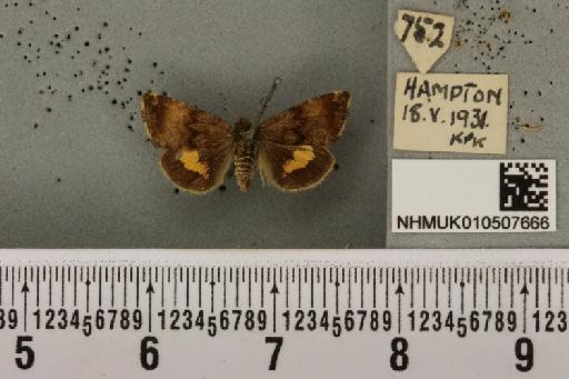 Panemeria tenebrata (Scopoli, 1763) - NHMUK_010507666_566544