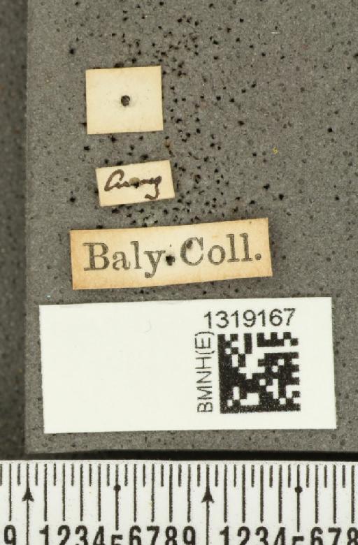 Diabrotica illigeri Baly, 1889 - BMNHE_1319167_label_17852