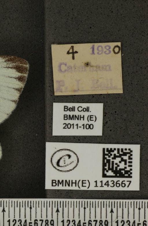 Pieris napi sabellicae Stephens, 1827 - BMNHE_1143667_label_93284
