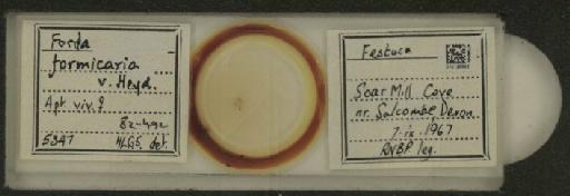 Forda formicaria von Heyden, C., 1837 - 010125553_112939_1094301