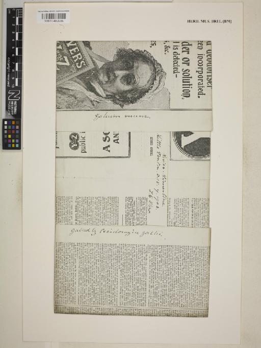 Galium verum L. - BM013409385_packet