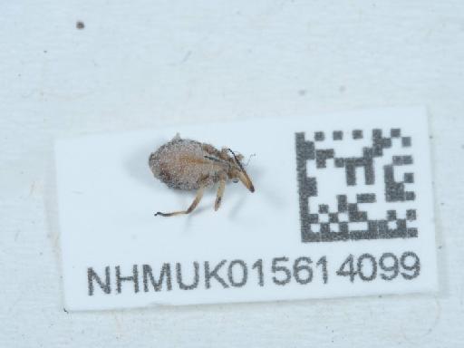Cinara (Cinarella) pinea Mordvilko, 1895 - 015614099_1