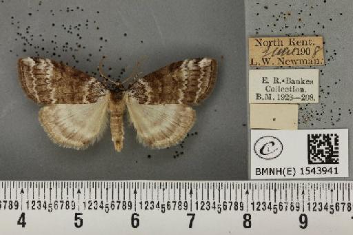 Tetheella fluctuosa ab. albilinea Cockayne, 1951 - BMNHE_1543941_236642