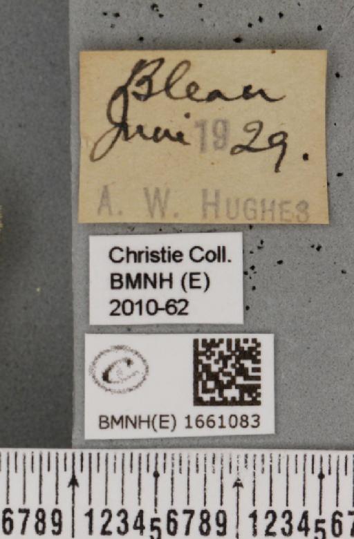 Cybosia mesomella (Linnaeus, 1758) - BMNHE_1661083_label_284766