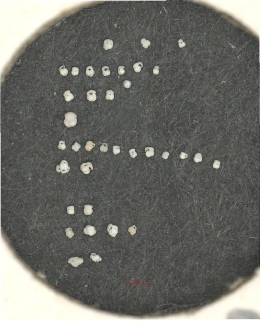 Globigerinoides obliquus Bolli, 1957 - PF71380