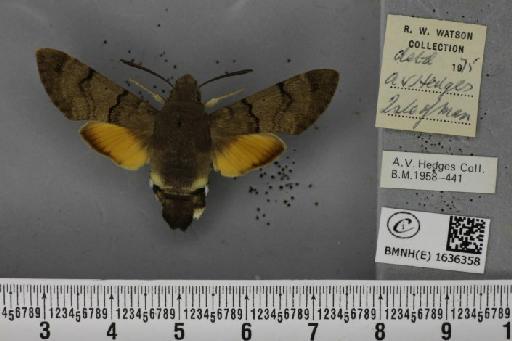 Macroglossum stellatarum (Linnaeus, 1758) - BMNHE_1636358_206077