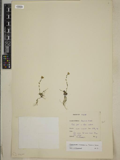 Thlaspi andersonii (Hook.f. & Thomson) Schulz - BM010768673