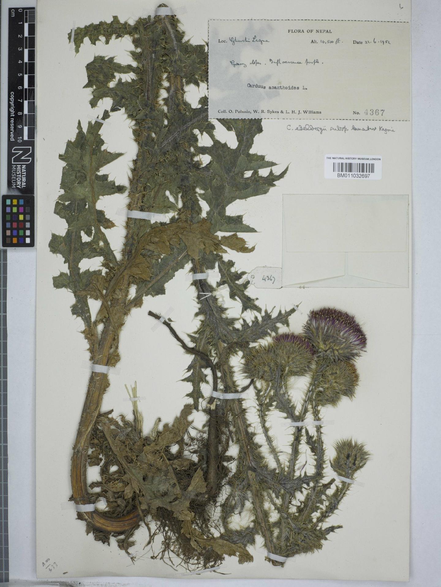 To NHMUK collection (Carduus edelbergii Rech.f.; NHMUK:ecatalogue:9156331)
