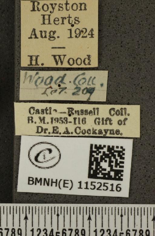 Lysandra coridon ab. postobsoleta Bright & Leeds, 1938 - BMNHE_1152516_label_103701
