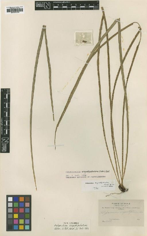 Campyloneurum angustipaleatum (Alston) M.Mey. ex Lellinger - BM000937399