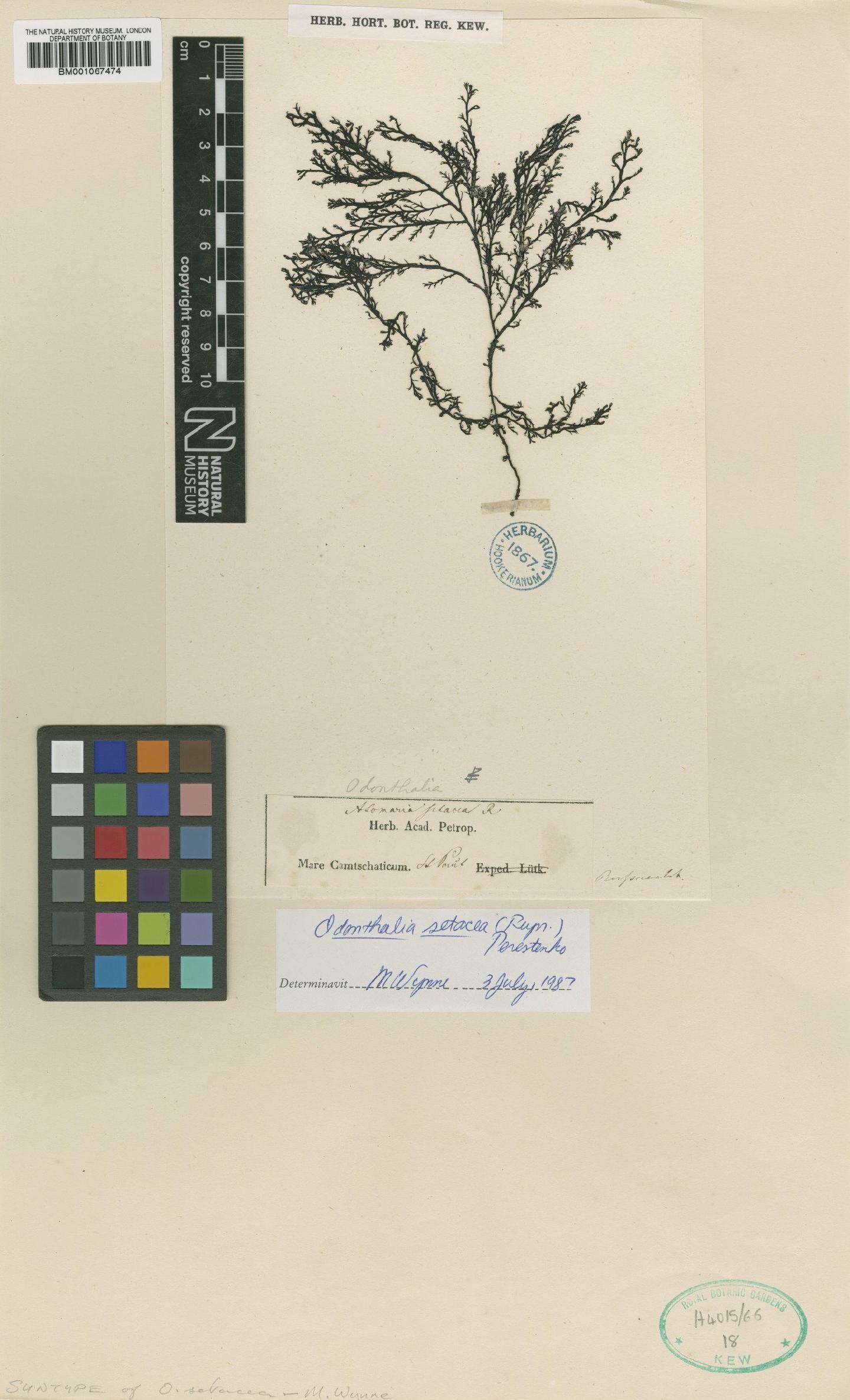 To NHMUK collection (Odonthalia setacea (Rupr.) Perest.; Syntype; NHMUK:ecatalogue:2297728)