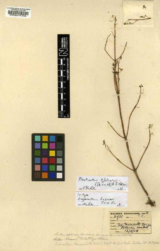 Plectranthus efoliatus (De Wild.) A.J.Paton - BM000564219