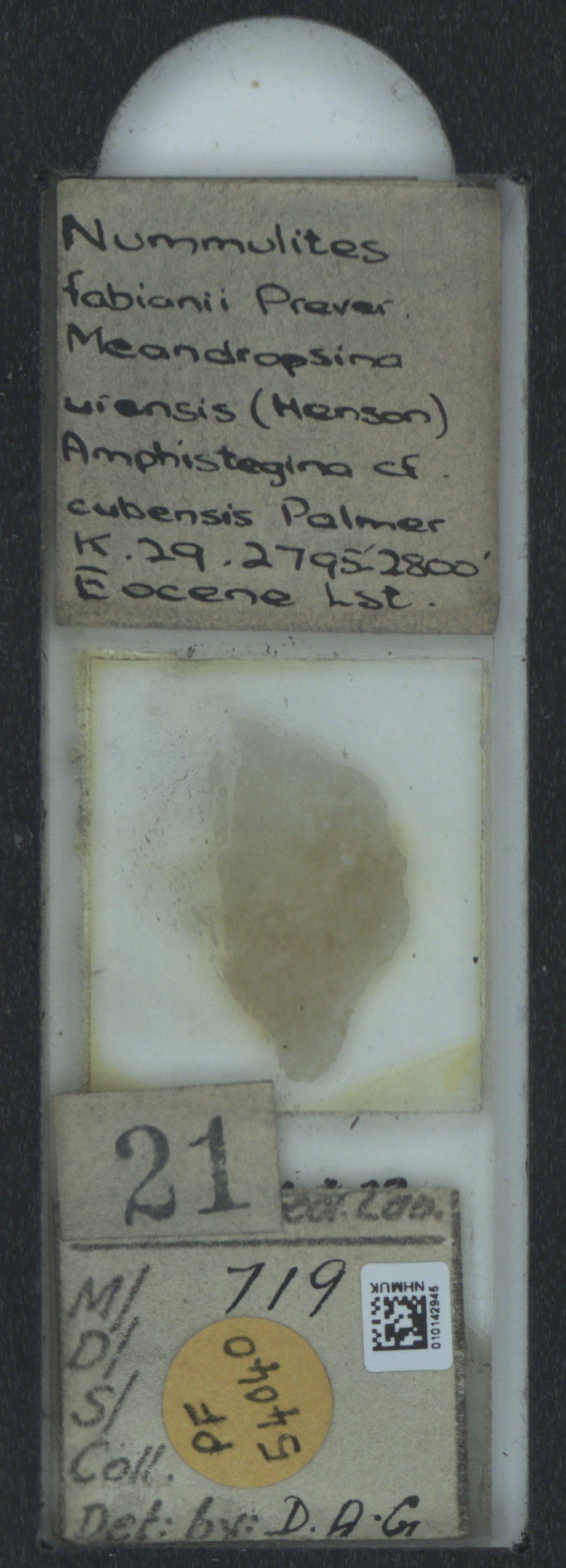 To NHMUK collection (Amphistegina cubensis Palmer, 1934; NHMUK:ecatalogue:2032547)