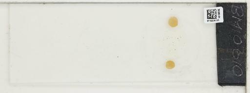 Plantae Haeckel - 014224115_289748_4514081