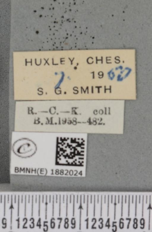 Selenia dentaria ab. fulvopustulata Smith, 1949 - BMNHE_1882024_label_447749