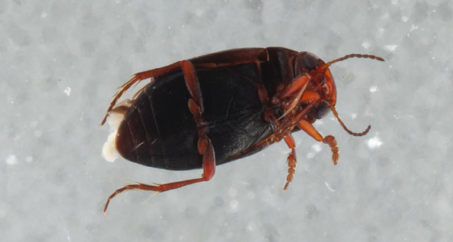 Hydroporus tristis thumbnail