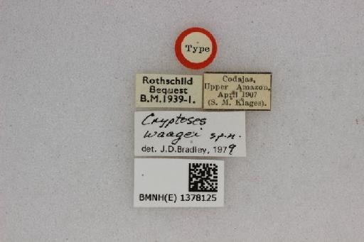 Cryptoses waagei Bradley - BMNH(E) 1378125 Cryptoses waagei labels