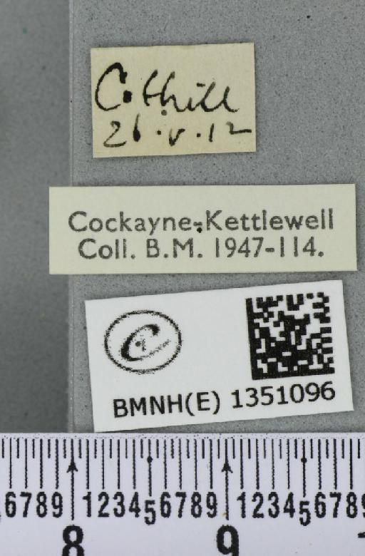 Korscheltellus lupulina ab. dacicus Caradja, 1893 - BMNHE_1351096_label_186215