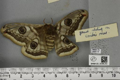 Saturnia pavonia (Linnaeus, 1758) - BMNHE_1636151_a_203627