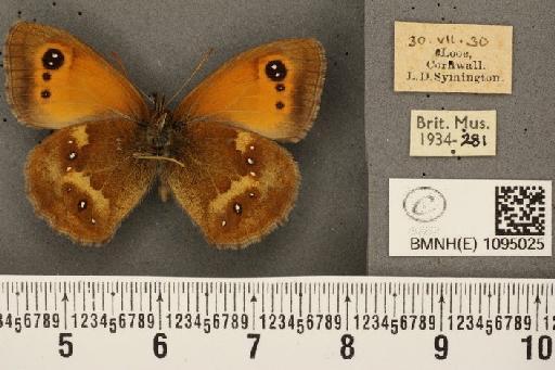 Pyronia tithonus britanniae (Verity, 1914) - BMNHE_1095025_5874