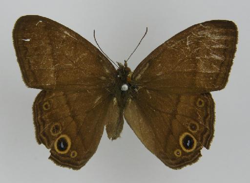 Euptychia erigone Butler, 1867 - BMNH(E)_ 1204749_Yphthimoides_(Euptychia)_maepius_maepius_erigone_Butler_T_male (2)