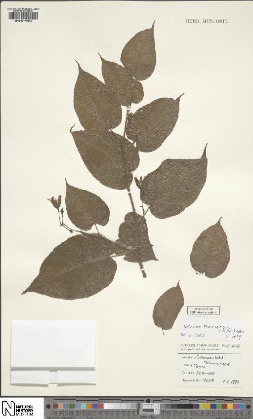 Solanum tenuisetosum - BM000778040