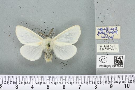 Leucoma salicis (Linnaeus, 1758) - BMNHE_1559839_250962