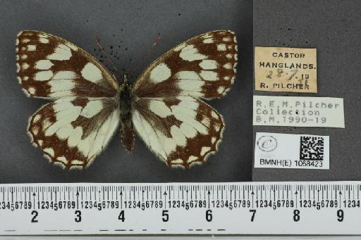 Melanargia galathea serena Verity, 1913 - BMNHE_1068423_34255