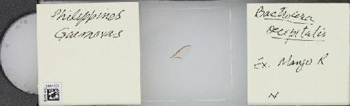 Bactrocera (Bactrocera) occipitalis (Bezzi, 1919) - BMNHE_1444423_57380