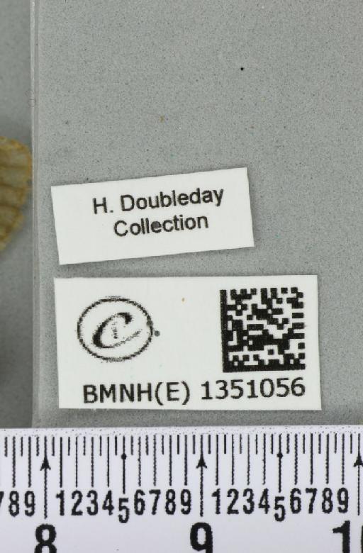 Korscheltellus lupulina (Linnaeus, 1758) - BMNHE_1351056_label_186425