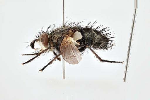 Linnaemya picta (Meigen, 1824) - 012810404 Linnaemya picta lateral