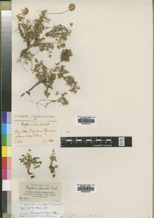 Trifolium thalii Vill. - BM000843198