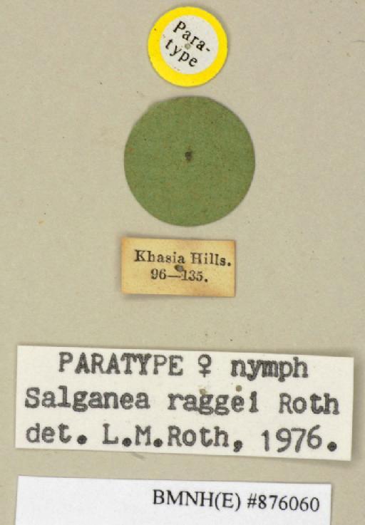 Salganea raggei Roth, 1979 - Salganea raggei Roth, 1979, female, paratype, labels. Photographer: Edward Baker. BMNH(E)#876060