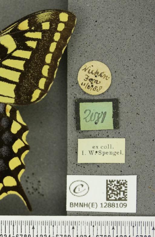 Papilio machaon britannicus Seitz, 1907 - BMNHE_1288109_label_126890