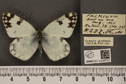 Pontia daplidice ab. nitschei Gornik, 1932 - BMNHE_1116737_68882