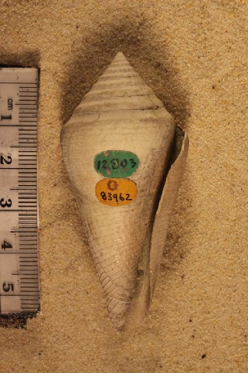 Conus consobrinus Sowerby, 1849 - G83962. Conus consobrinus (specimen.2)
