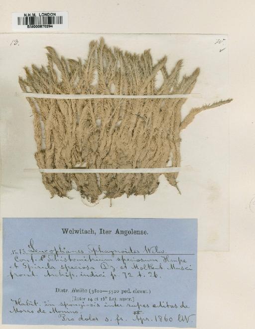 Leucobryum sphagnoides (Welw. & Duby) Cardot - BM000870294