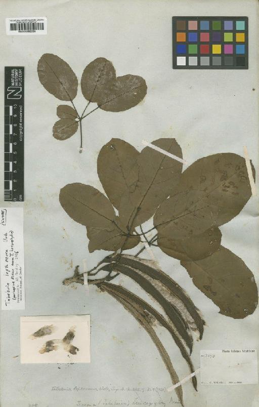 Tabebuia leptoneura Urb. - BM000992398