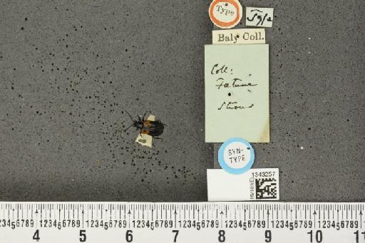 Lilioceris (Lilioceris) scapularis (Baly, 1859) - BMNHE_1343257_a_13940