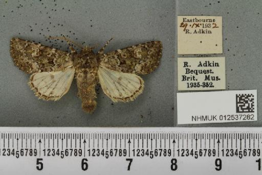 Polymixis lichenea (Hübner, 1813) - NHMUK_012537282_646415