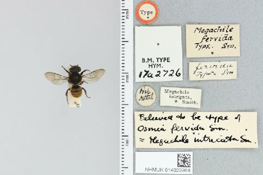 Megachile (Carinula) fervida (Smith, F., 1853) - 014023968_18337_600977-