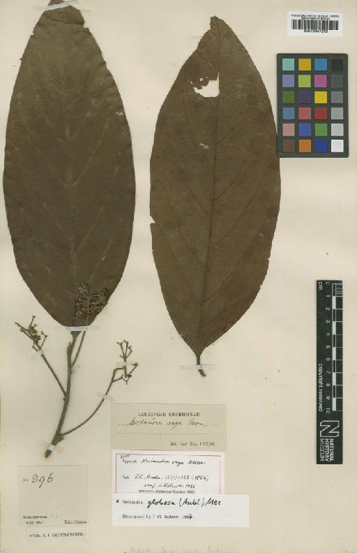 Nectandra globosa (Aubl.) Mez - BM000947243