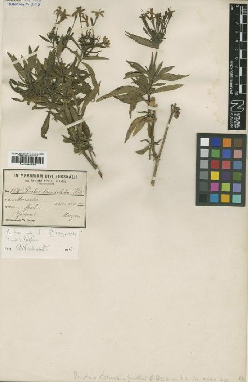 Pentas lanceolata (Forssk.) Deflers - BM000945089