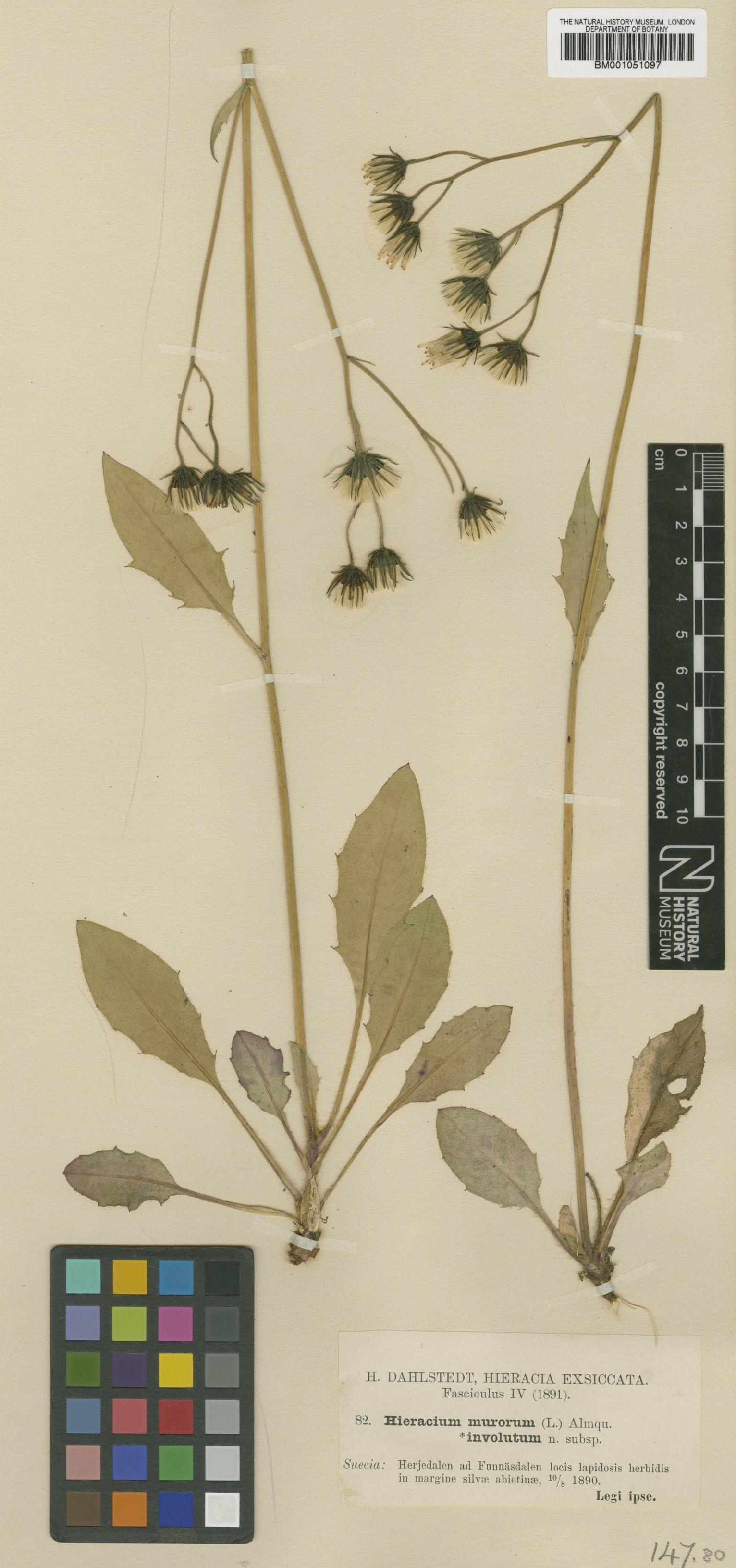 To NHMUK collection (Hieracium caesium subsp. involutum (Dahlst.) Zahn; TYPE; NHMUK:ecatalogue:2421307)