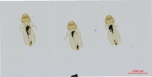 Aporisticeras athertona Williams, 1981 - 010670523__2017_07_28-Scene-1-ScanRegion0