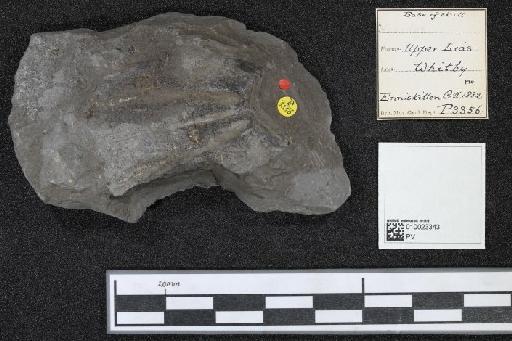 Hybodus Agassiz, 1837 - 010023343_L010040469