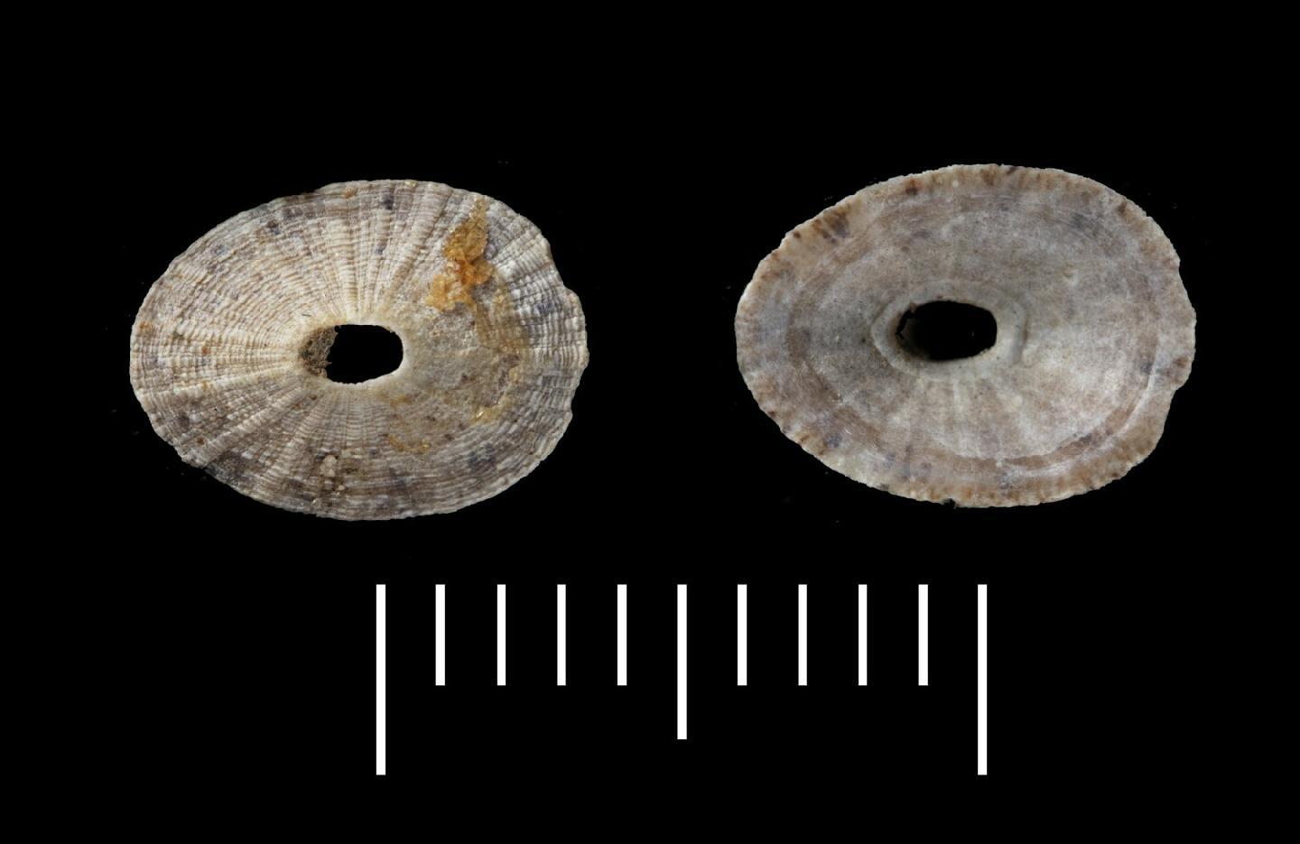 To NHMUK collection (Fissurella omicron Crosse & P. Fischer, 1864; SYNTYPES; NHMUK:ecatalogue:7825964)